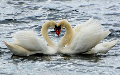 A pair of swans